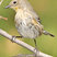 Yellow-rumped Warbler
